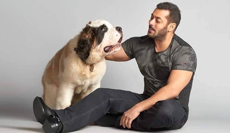 Bollywood Celebrities Who Own Expensive Pets 8