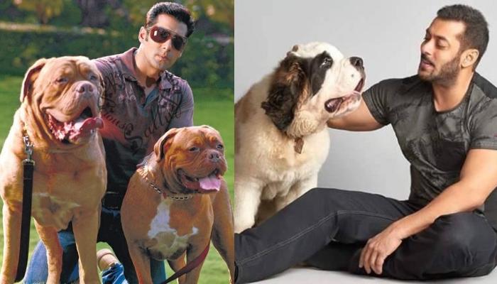 Bollywood Celebrities Who Own Expensive Pets 2